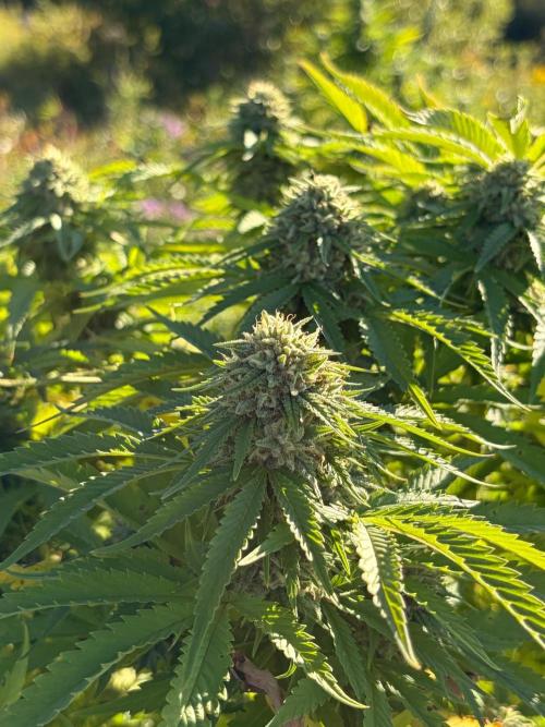Psy ops and Hella Jelly and Wrank  2026. Week 17
