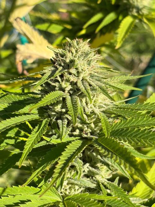 Psy ops and Hella Jelly and Wrank  2026. Week 17