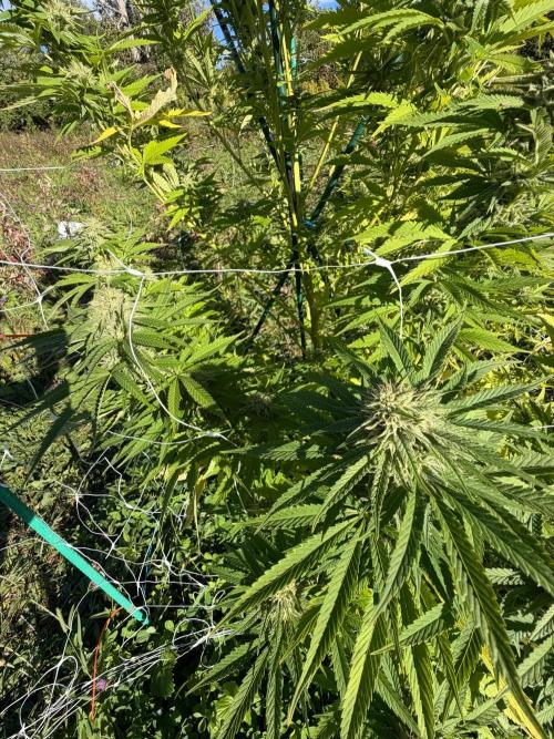 Psy ops and Hella Jelly and Wrank  2026. Week 17