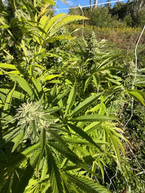 Psy ops and Hella Jelly and Wrank  2026. Week 17