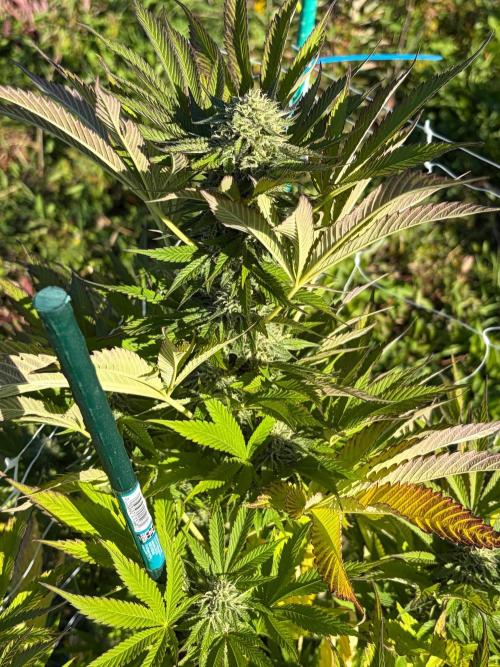 Psy ops and Hella Jelly and Wrank  2026. Week 17