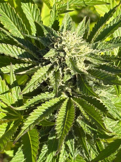 Psy ops and Hella Jelly and Wrank  2026. Week 17