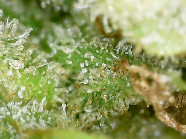 Psy ops and Hella Jelly and Wrank  2026. Week 18