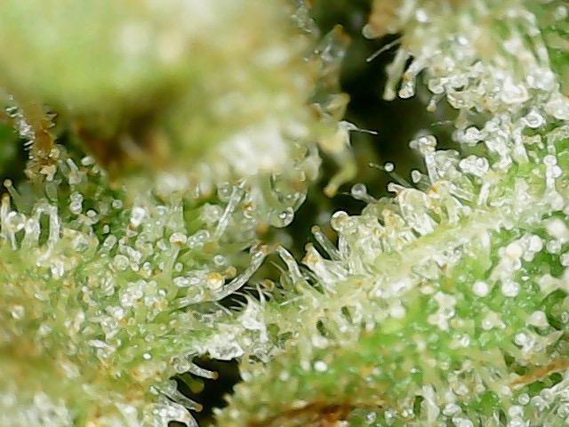 Psy ops and Hella Jelly and Wrank  2026. Week 18