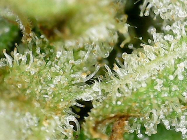 Psy ops and Hella Jelly and Wrank  2026. Week 18