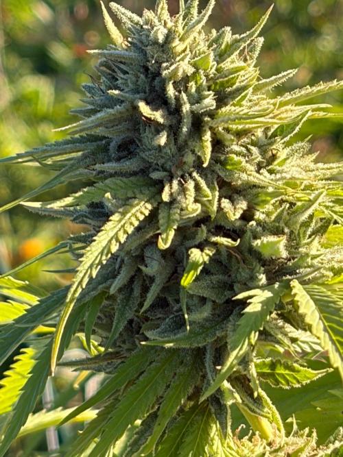 Psy ops and Hella Jelly and Wrank  2026. Week 18