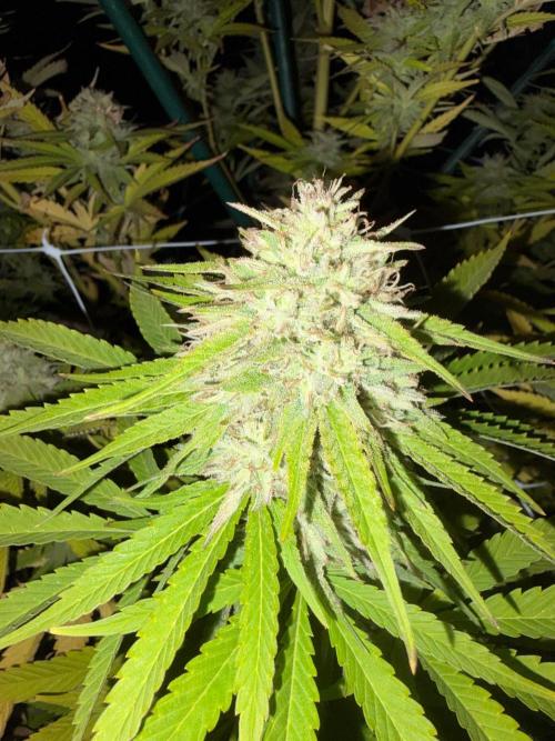 Psy ops and Hella Jelly and Wrank  2026. Week 18