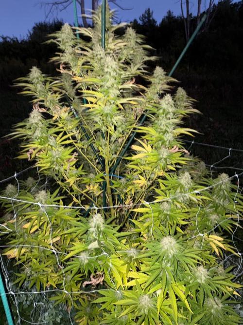 Psy ops and Hella Jelly and Wrank  2026. Week 18