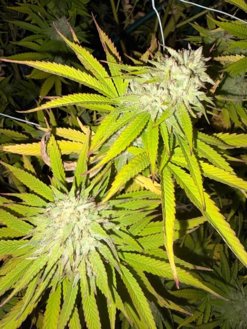Psy ops and Hella Jelly and Wrank  2026. Week 18