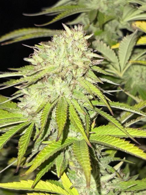 Psy ops and Hella Jelly and Wrank  2026. Week 18