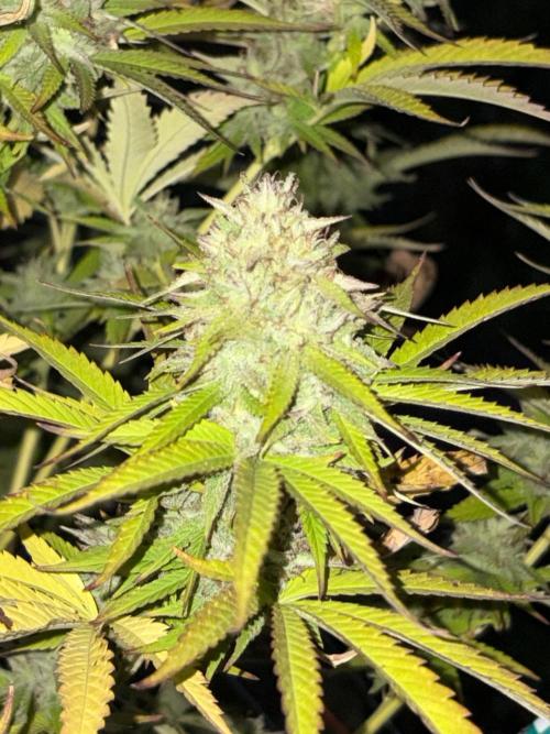 Psy ops and Hella Jelly and Wrank  2026. Week 18