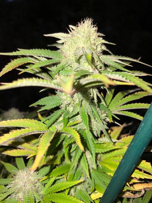 Psy ops and Hella Jelly and Wrank  2026. Week 18