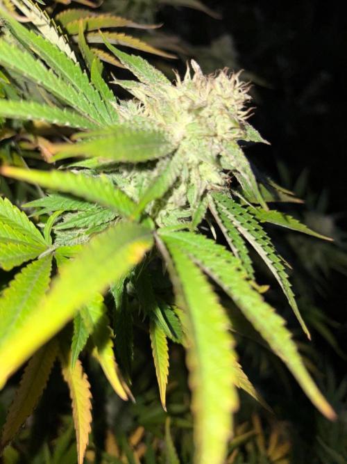 Psy ops and Hella Jelly and Wrank  2026. Week 18
