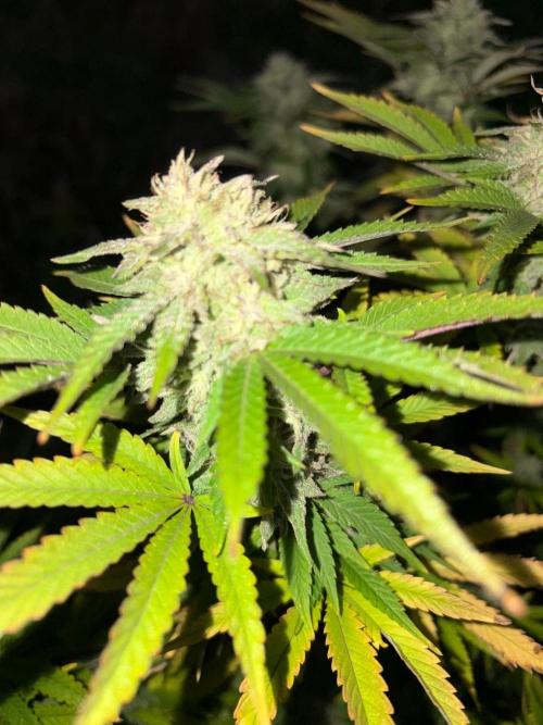 Psy ops and Hella Jelly and Wrank  2026. Week 18