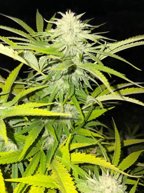 Psy ops and Hella Jelly and Wrank  2026. Week 18