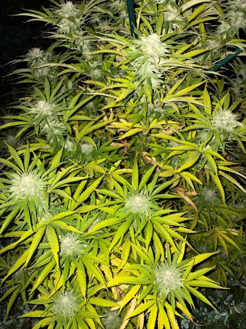 Psy ops and Hella Jelly and Wrank  2026. Week 18