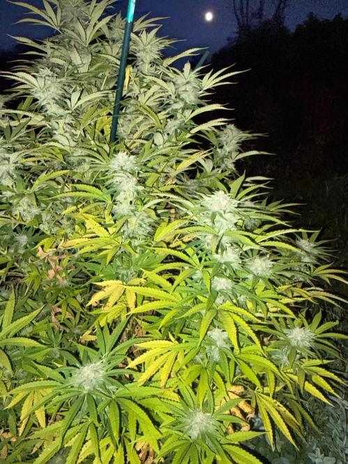 Psy ops and Hella Jelly and Wrank  2026. Week 18