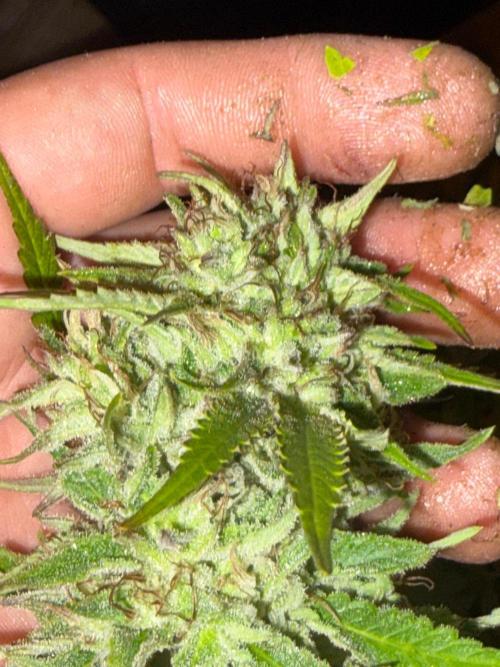 Psy ops and Hella Jelly and Wrank  2026. Week 18