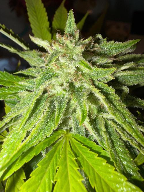 Psy ops and Hella Jelly and Wrank  2026. Week 18