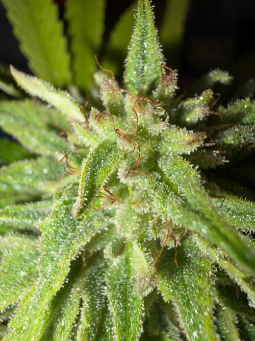Psy ops and Hella Jelly and Wrank  2026. Week 18