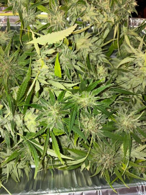 Psy ops and Hella Jelly and Wrank  2026. Week 18