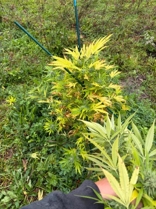 Psy ops and Hella Jelly and Wrank  2026. Week 18