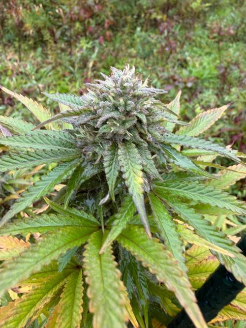 Psy ops and Hella Jelly and Wrank  2026. Week 18
