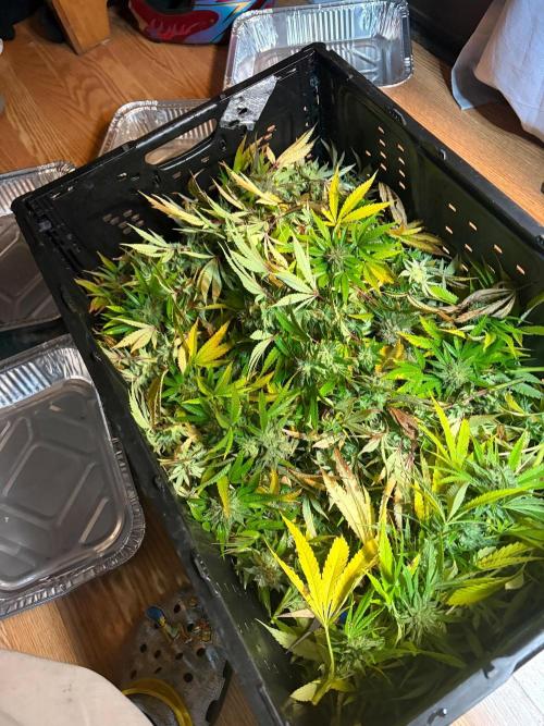 Psy ops and Hella Jelly and Wrank  2026. Week 18