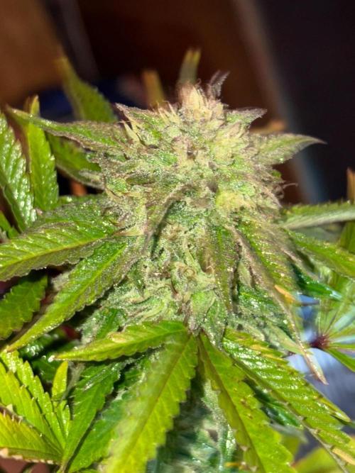 Psy ops and Hella Jelly and Wrank  2026. Week 18