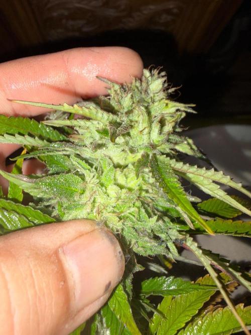 Psy ops and Hella Jelly and Wrank  2026. Week 18