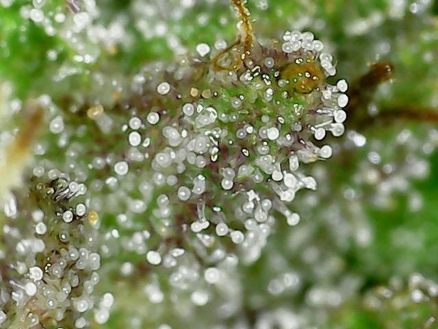 Psy ops and Hella Jelly and Wrank  2026. Week 18