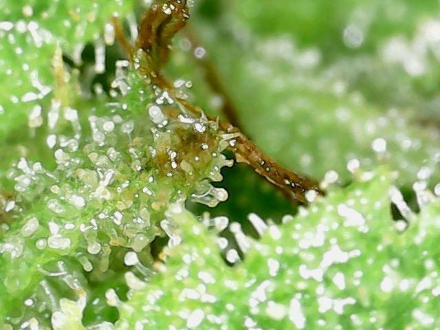 Psy ops and Hella Jelly and Wrank  2026. Week 18