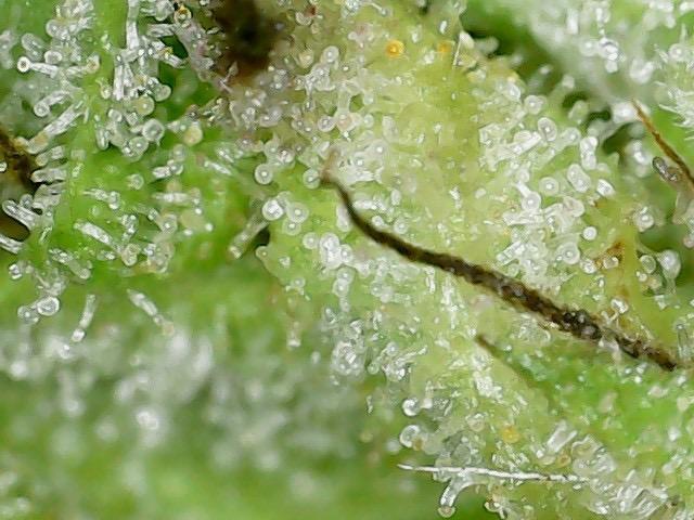Psy ops and Hella Jelly and Wrank  2026. Week 18