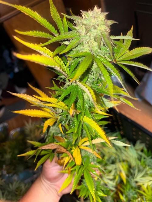 Psy ops and Hella Jelly and Wrank  2026. Week 18