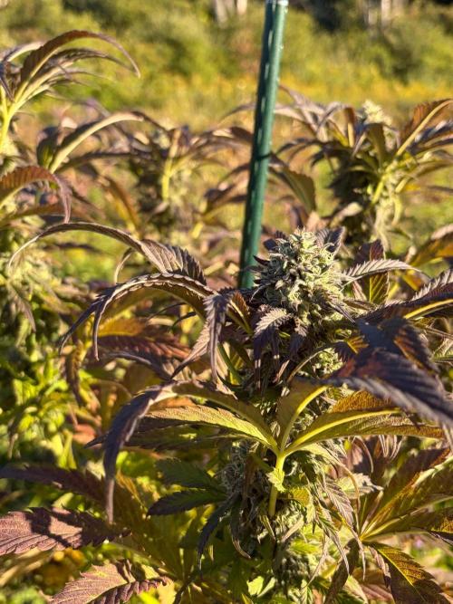 Psy ops and Hella Jelly and Wrank  2026. Week 18