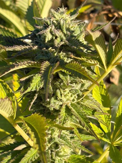 Psy ops and Hella Jelly and Wrank  2026. Week 18