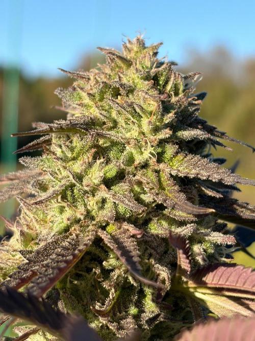 Psy ops and Hella Jelly and Wrank  2026. Week 18