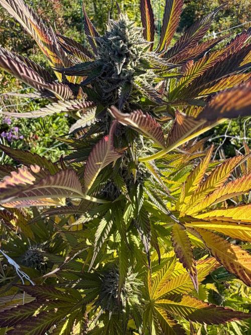 Psy ops and Hella Jelly and Wrank  2026. Week 18