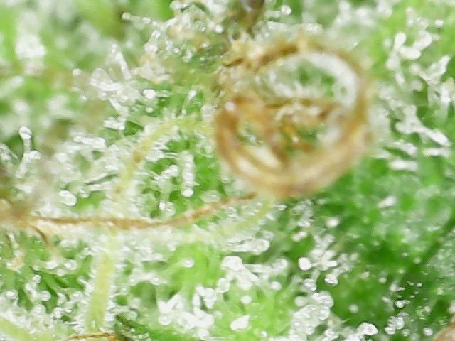 Psy ops and Hella Jelly and Wrank  2026. Week 18