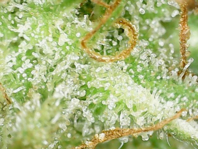 Psy ops and Hella Jelly and Wrank  2026. Week 18