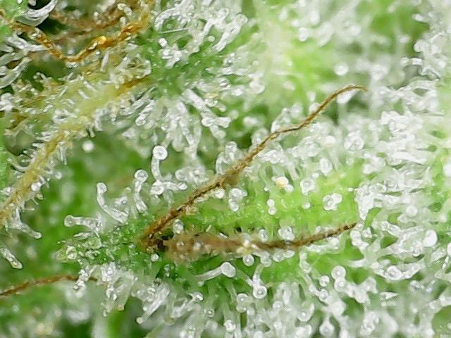 Psy ops and Hella Jelly and Wrank  2026. Week 18