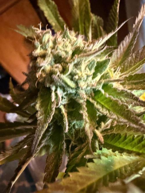 Psy ops and Hella Jelly and Wrank  2026. Week 19