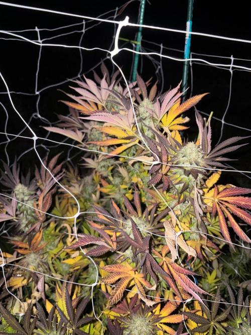 Psy ops and Hella Jelly and Wrank  2026. Week 19