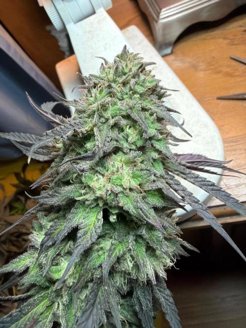Psy ops and Hella Jelly and Wrank  2026. Week 19