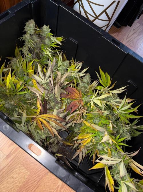 Psy ops and Hella Jelly and Wrank  2026. Week 19