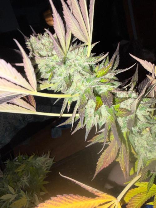 Psy ops and Hella Jelly and Wrank  2026. Week 19