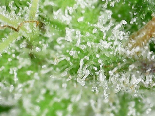 Psy ops and Hella Jelly and Wrank  2026. Week 19