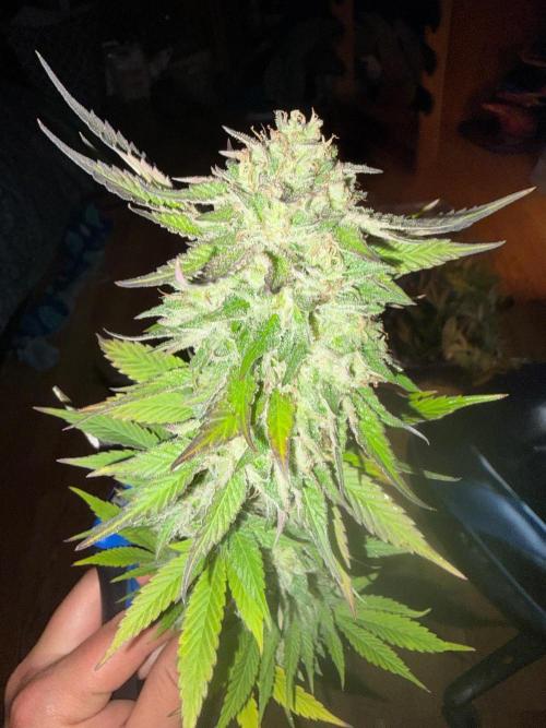 Psy ops and Hella Jelly and Wrank  2026. Week 19