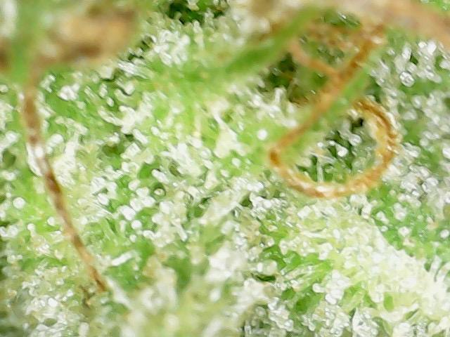 Psy ops and Hella Jelly and Wrank  2026. Week 19