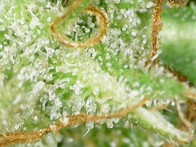 Psy ops and Hella Jelly and Wrank  2026. Week 19